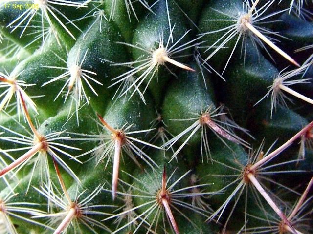 Mammillaria_ varieaculeata _06